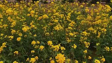 自然油菜花植物4K高清实拍视频素材视频的预览图